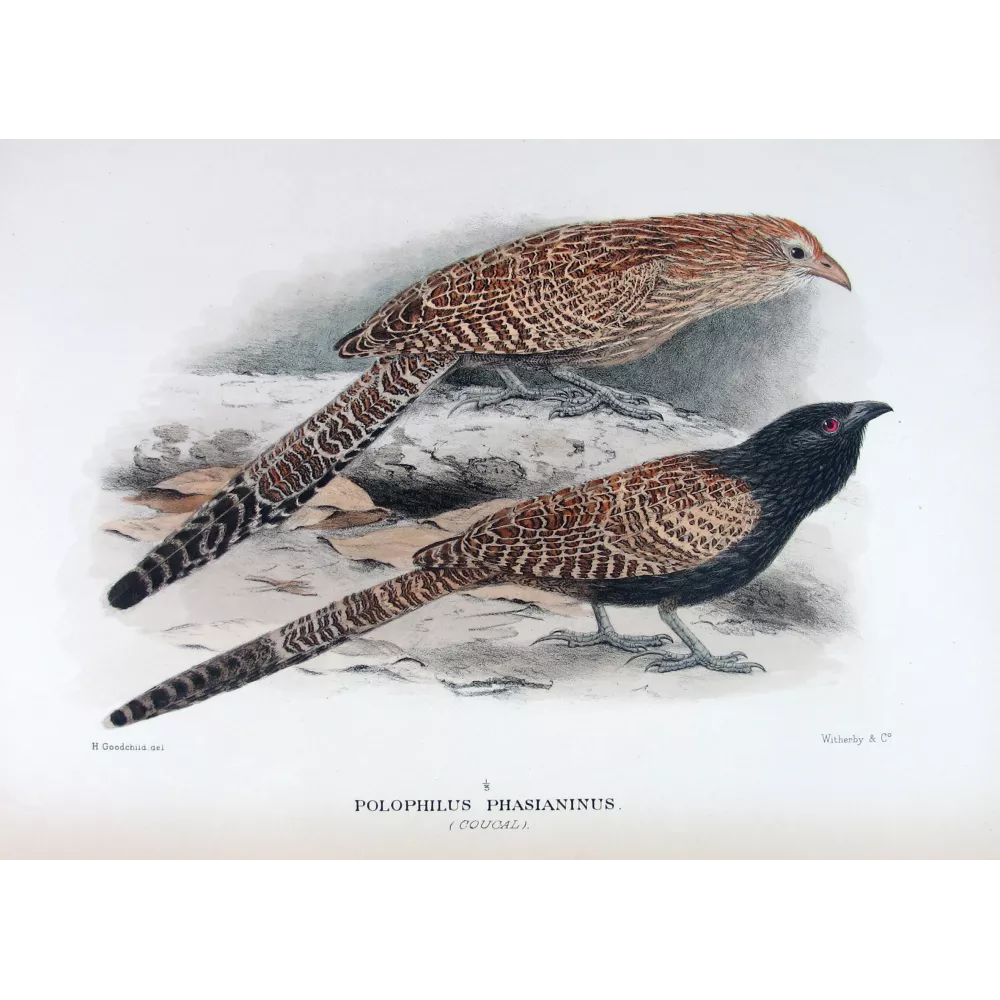 Coucal (*Polophilus phasianinus*) – Original lithograph by H. Goodchild, Mathews (1910–27) Coucal (*Polophilus phasianinus*) – Original lithograph by H. Goodchild, Mathews (1910–27)
