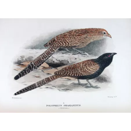 Coucal (*Polophilus phasianinus*) – Original lithograph by H. Goodchild, Mathews (1910–27)