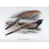 Coucal (*Polophilus phasianinus*) – Original lithograph by H. Goodchild, Mathews (1910–27)