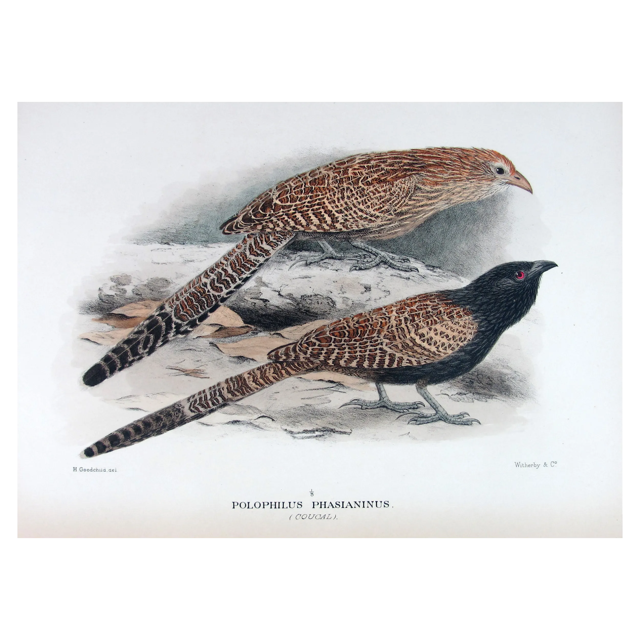 Coucal by H. Goodchild – Antique Print – Australia