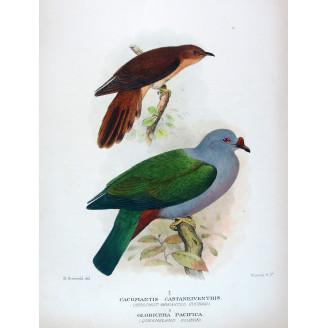 Chestnut-breasted Cuckoo & Queensland Pigeon (Cacomantis castaneiventris) – Original by Henrik Grønvold, Mathews (1910–27)