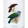 Chestnut-breasted Cuckoo & Queensland Pigeon (*Cacomantis castaneiventris*) – Original by Henrik Grønvold, Mathews (1910–27)