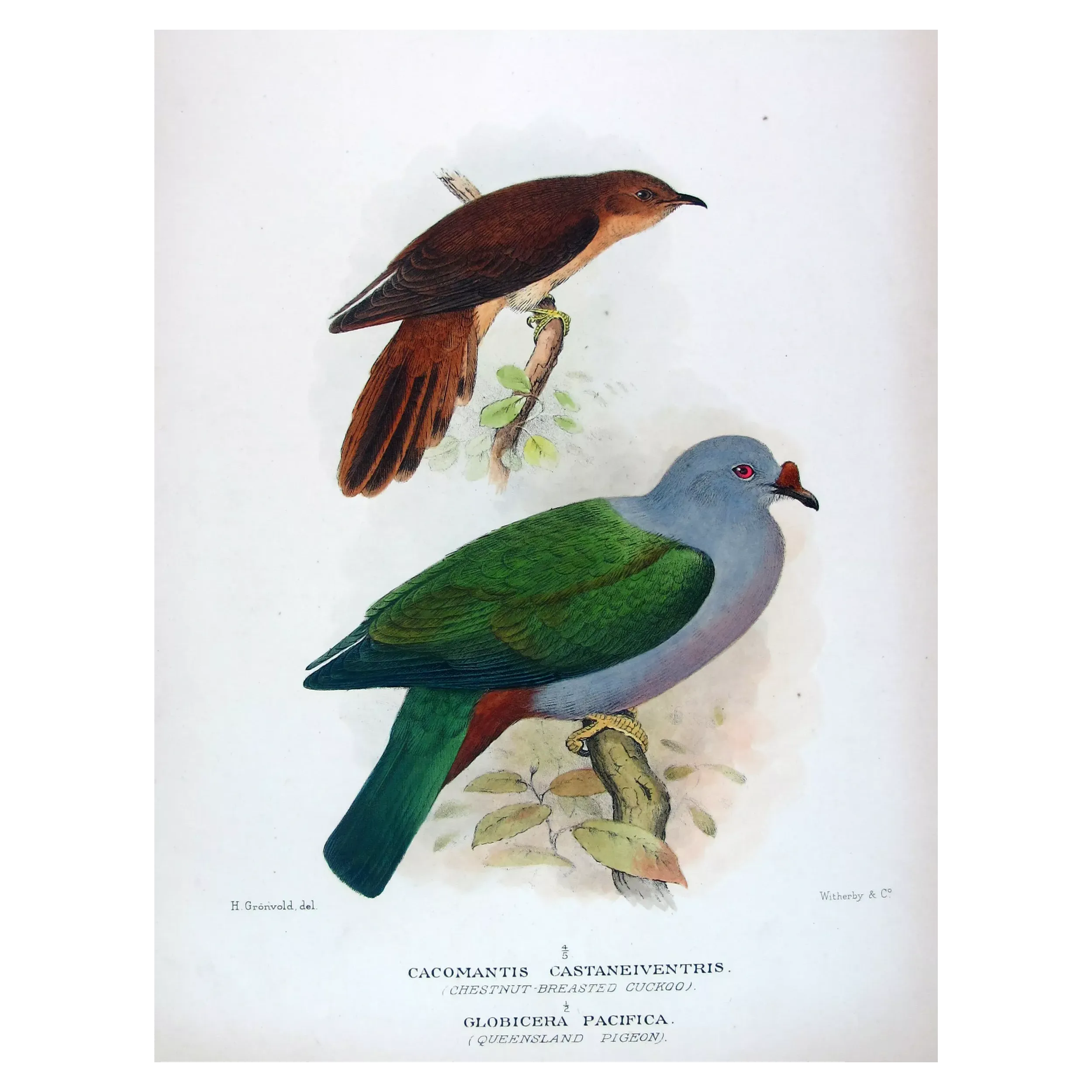 Chestnut-breasted Cuckoo by Henrik Grønvold, Antique Print
