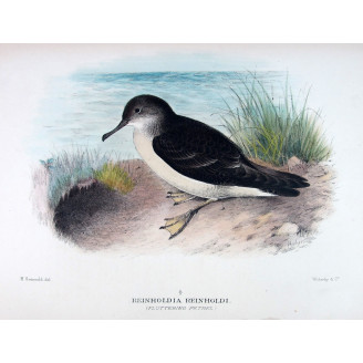 Fluttering Petrel (*Reinholdia reinholdi*) – Original lithograph by Henrik Grønvold, Mathews (1910–27)