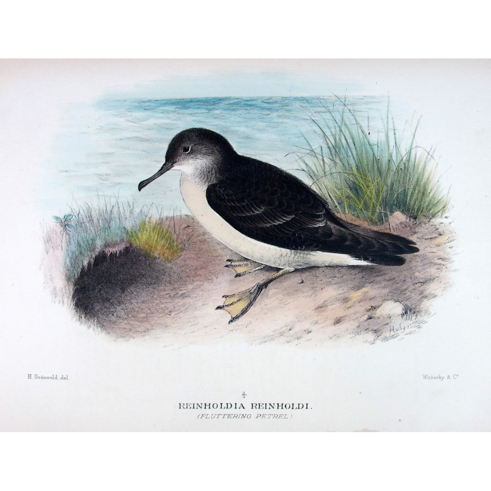 Fluttering Petrel (*Reinholdia reinholdi*) – Original lithograph by Henrik Grønvold, Mathews (1910–27) Fluttering Petrel (*Reinholdia reinholdi*) – Original lithograph by Henrik Grønvold, Mathews (1910–27)