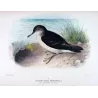 Fluttering Petrel (*Reinholdia reinholdi*) – Original lithograph by Henrik Grønvold, Mathews (1910–27)
