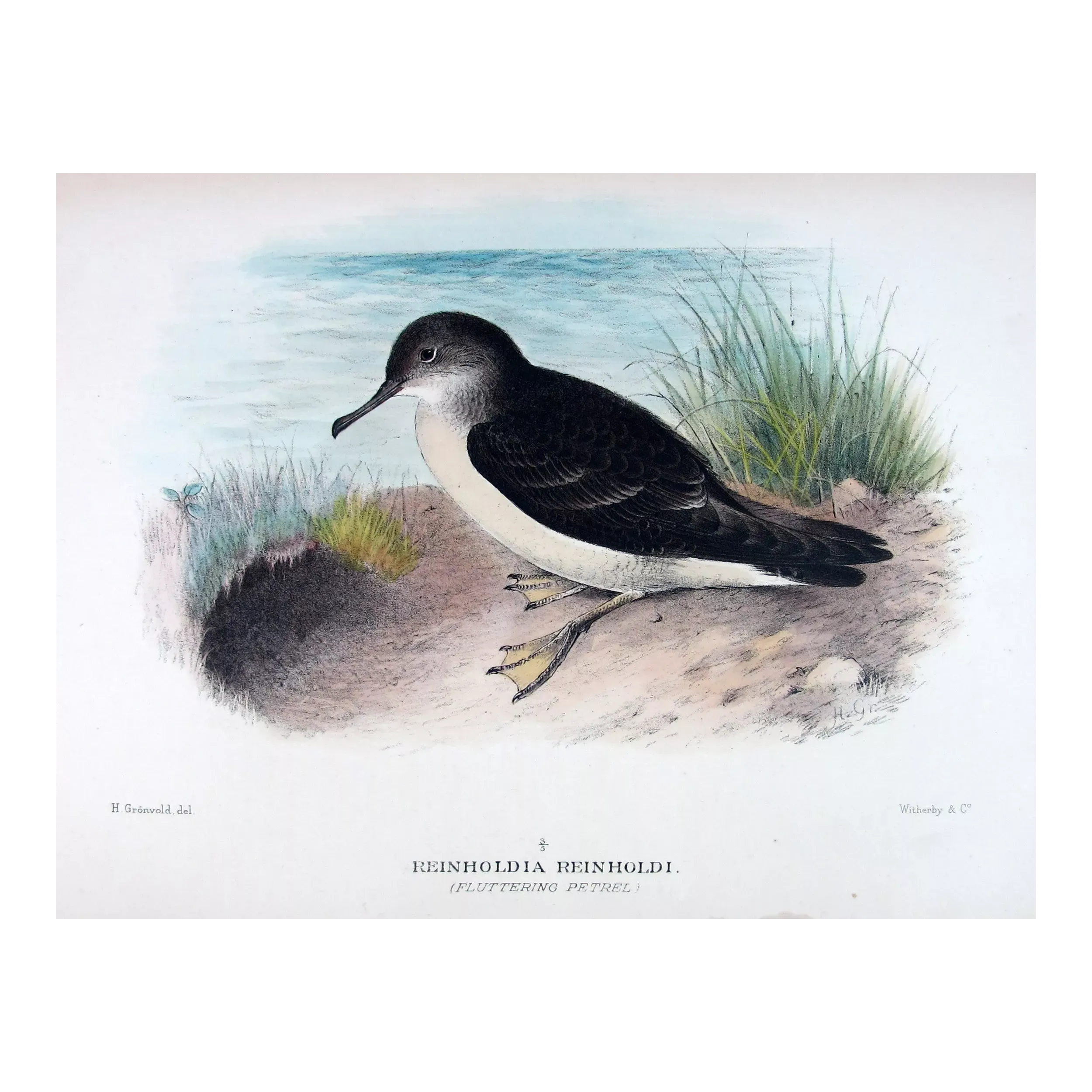 Fluttering Petrel by H. Grønvold – Antique Print – Australia