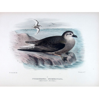 Mottled Petrel (*Pterodroma inexpectata*) – Original lithograph by Henrik Grønvold, Mathews (1910–27)