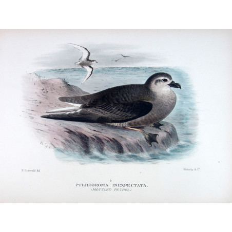 Mottled Petrel (*Pterodroma inexpectata*) – Original lithograph by Henrik Grønvold, Mathews (1910–27)