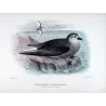 Mottled Petrel (*Pterodroma inexpectata*) – Original lithograph by Henrik Grønvold, Mathews (1910–27)