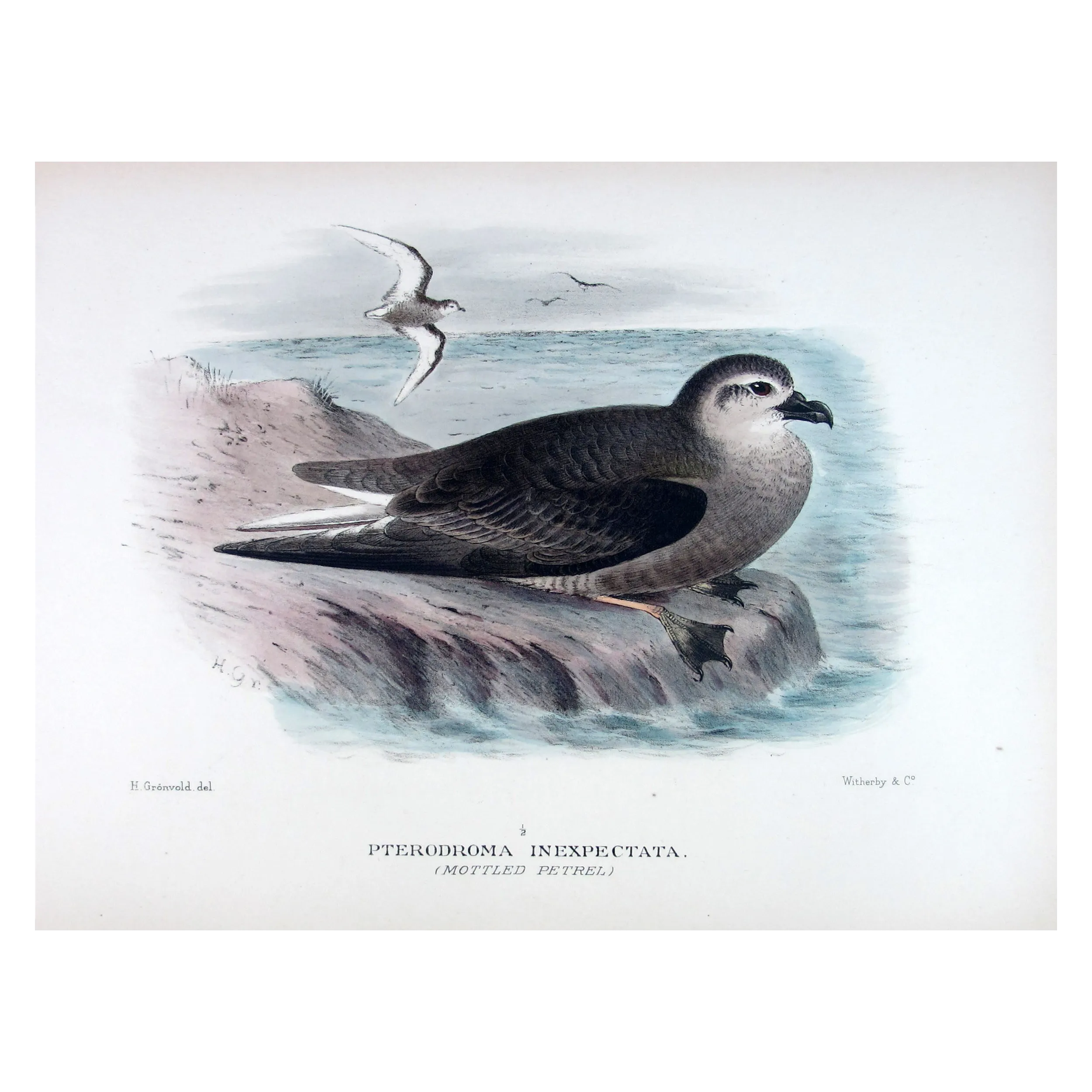 Mottled Petrel – Henrik Grønvold – Antique Print – Australia
