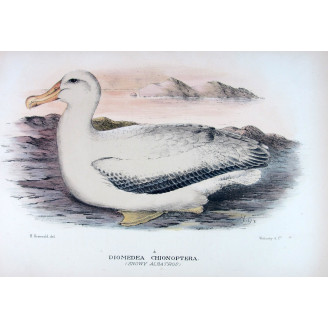 Snowy Albatros (*Diomedea chionoptera*) – Original lithograph by Henrik Grønvold, Mathews (1910–27)
