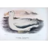 Snowy Albatros (*Diomedea chionoptera*) – Original lithograph by Henrik Grønvold, Mathews (1910–27)