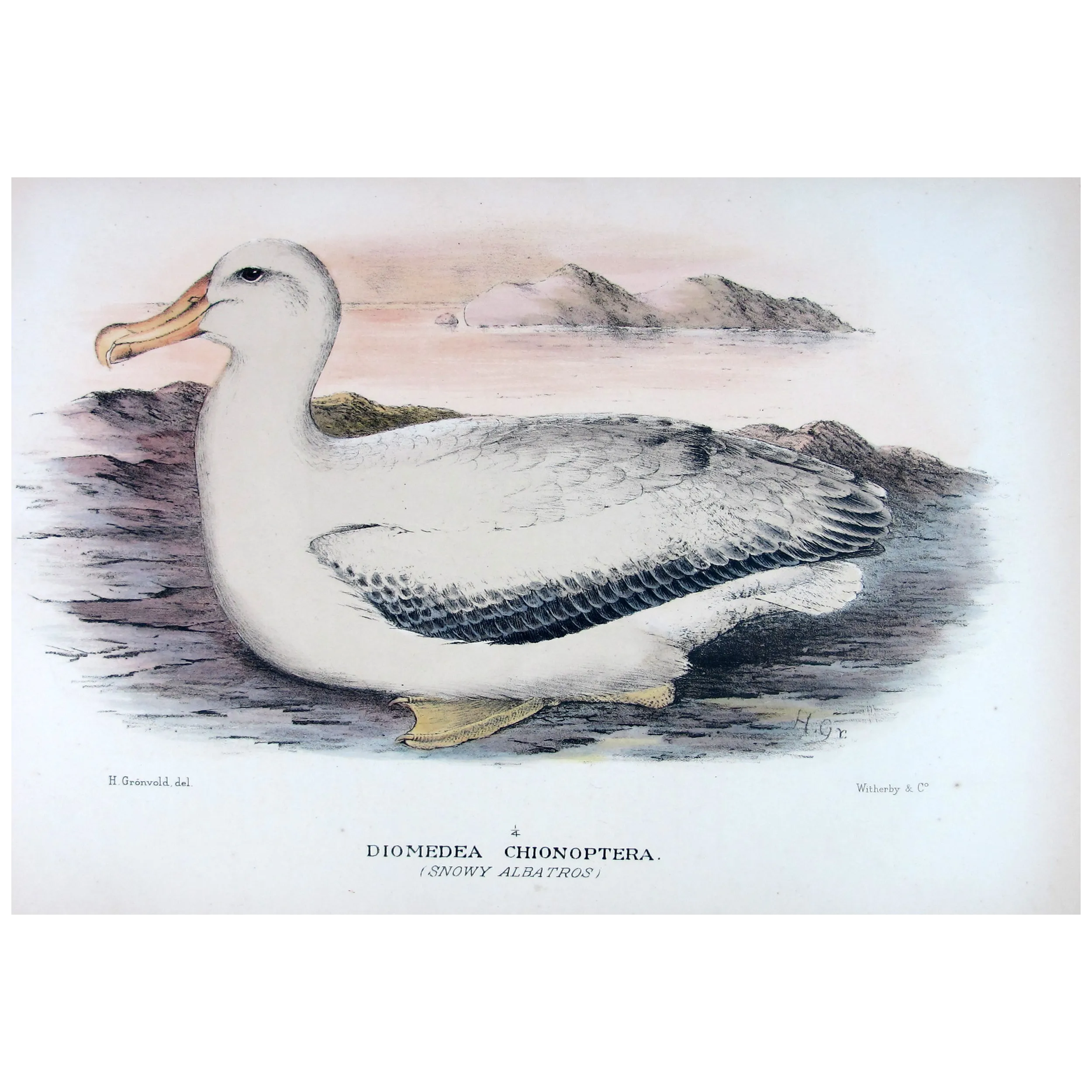 Snowy Albatros – Henrik Grønvold – Antique Print – Australia