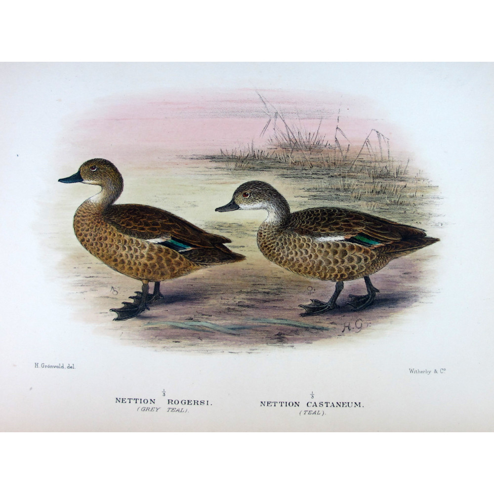 Australian Shoveler by Grønvold – Birds of Australia Australian Shoveler by Grønvold – Birds of Australia