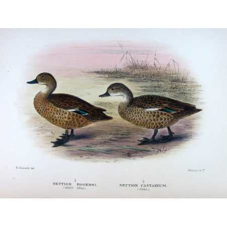 Australian Shoveler by Grønvold – Birds of Australia