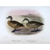 Teal (with Grey Teal) (*Nettion castaneum & Nettion rogersi*) – Original lithograph by Grønvold, Mathews (1910–27)