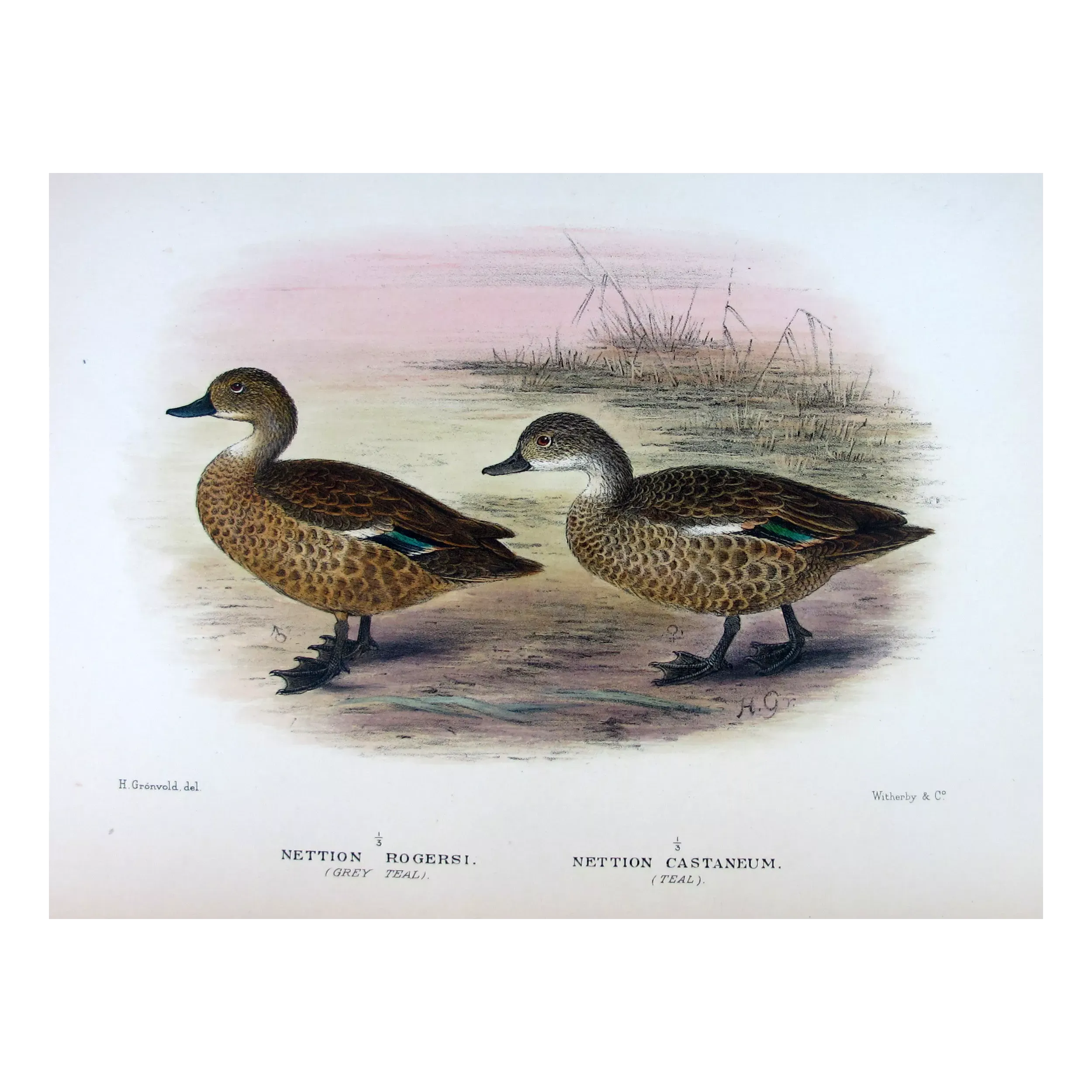 Australian Shoveler by Grønvold – Birds of Australia