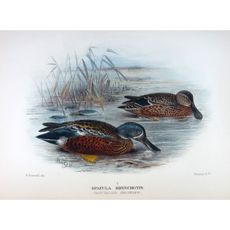 Western Pink-eared Duck by Grønvold – Birds of Australia
