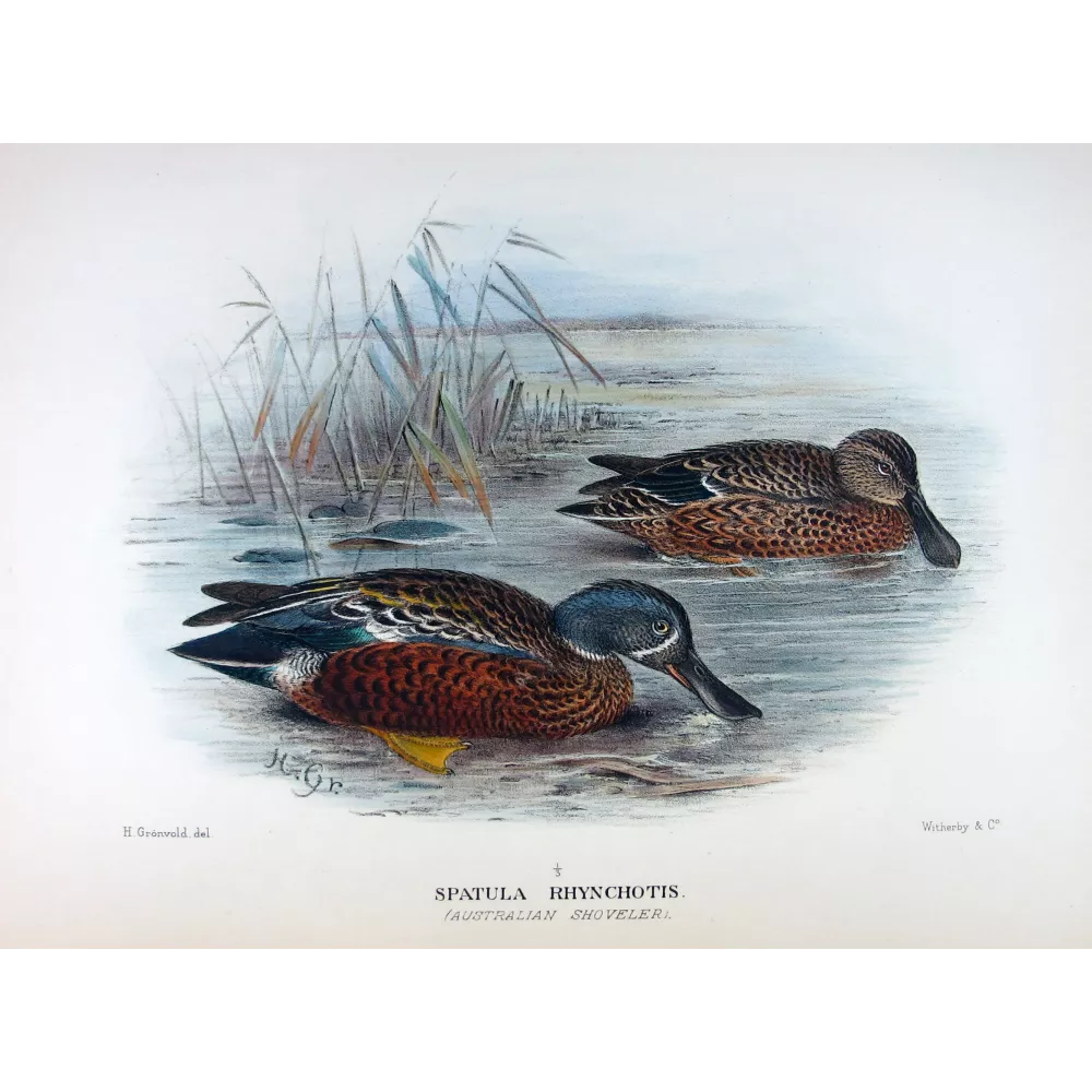 Western Pink-eared Duck by Grønvold – Birds of Australia Western Pink-eared Duck by Grønvold – Birds of Australia