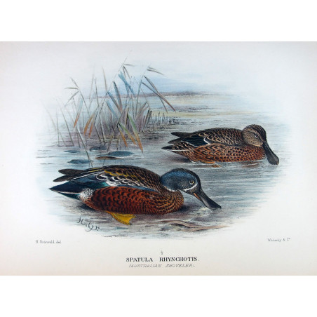 Western Pink-eared Duck by Grønvold – Birds of Australia