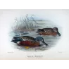 Australian Shoveler (*Spatula rhynchotis*) – Original lithograph by Grønvold, Mathews (1910–27)