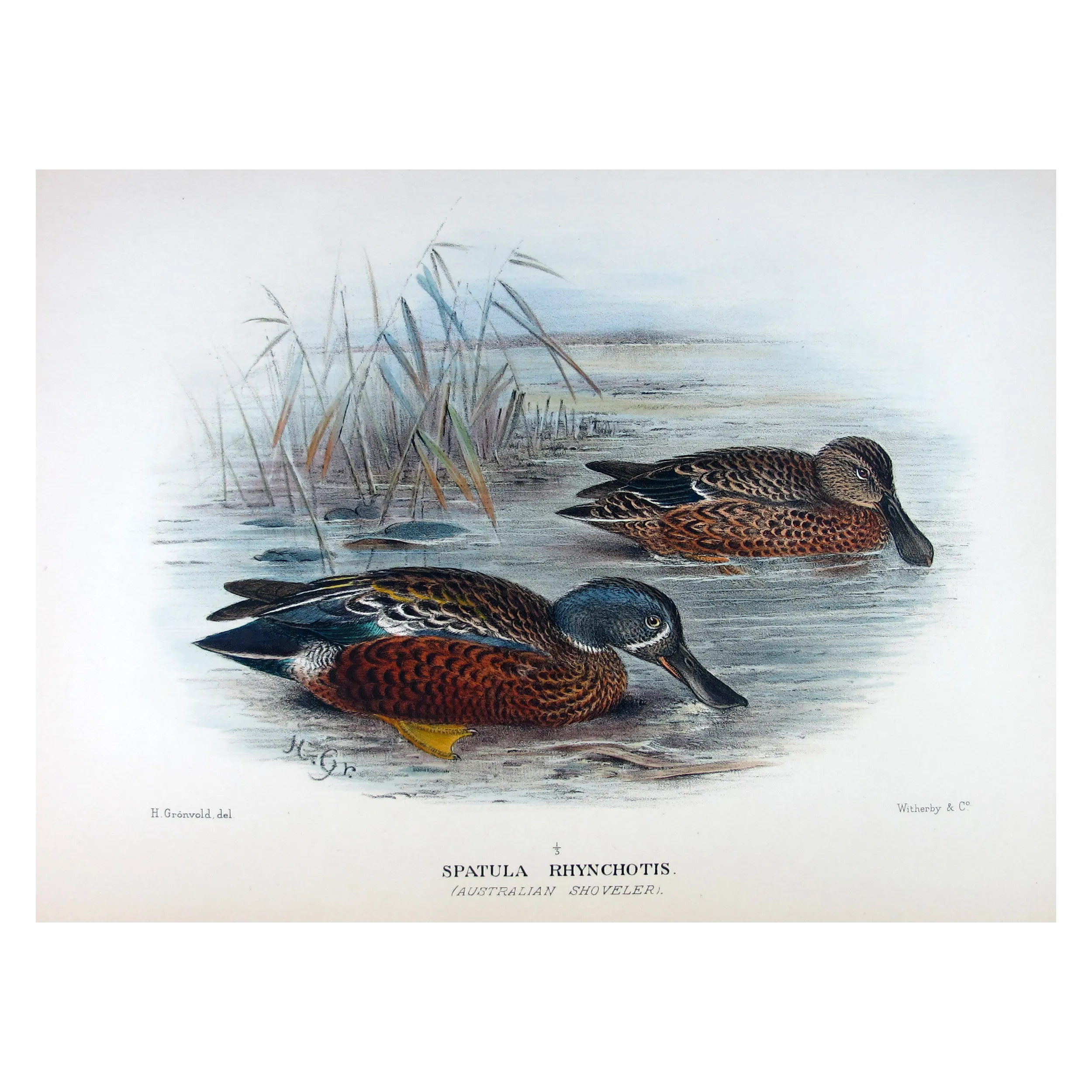 Western Pink-eared Duck by Grønvold – Birds of Australia