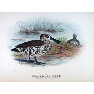 Eastern Freckled Duck by Grønvold – Birds of Australia