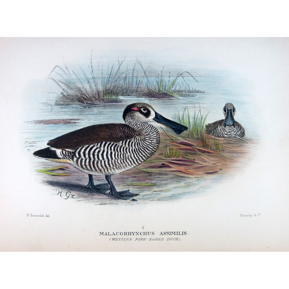 Eastern Freckled Duck by Grønvold – Birds of Australia