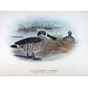 Western Pink-eared Duck (*Malacorhynchus assimilis*) – Original lithograph by Grønvold, Mathews (1910–27)