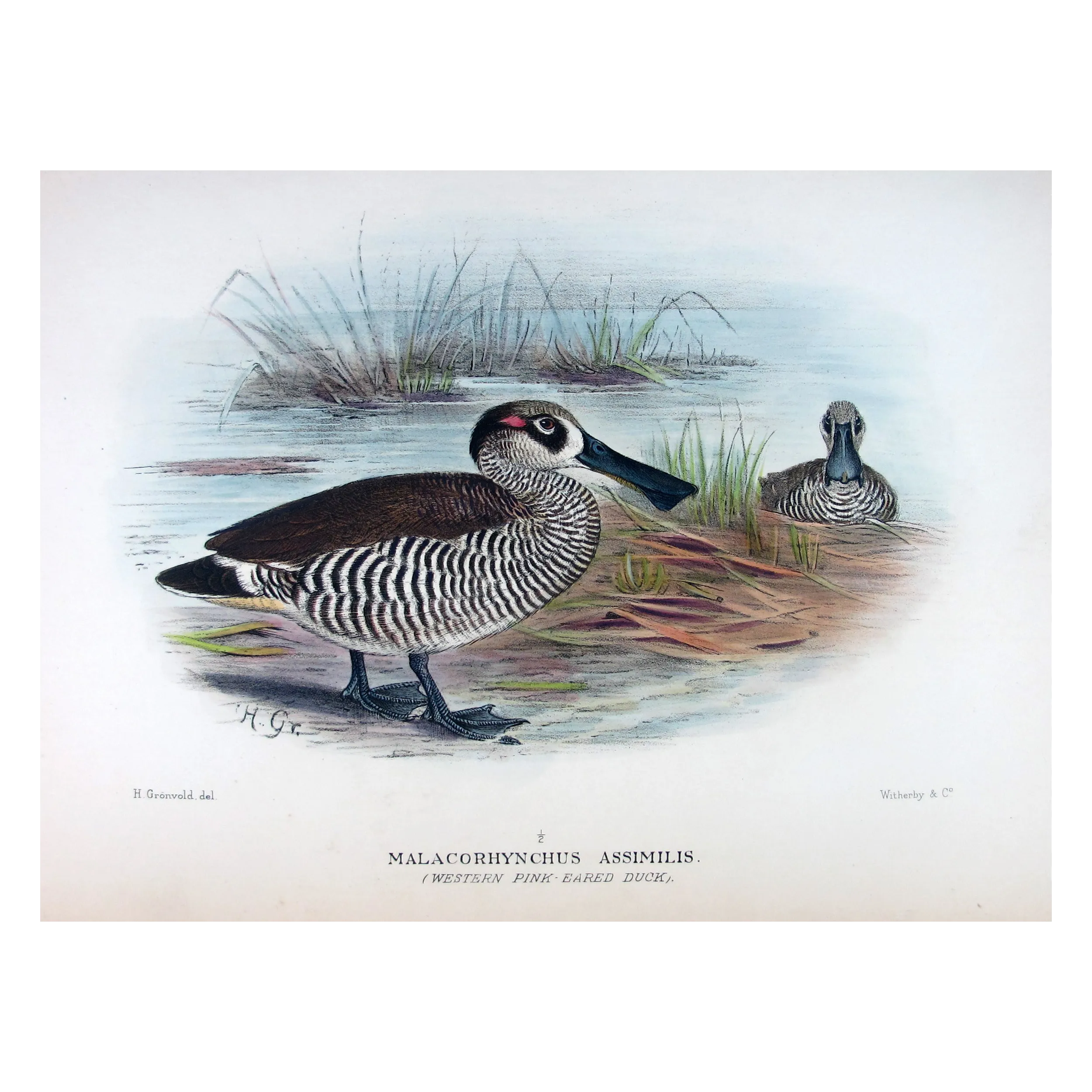 Eastern Freckled Duck by Grønvold – Birds of Australia