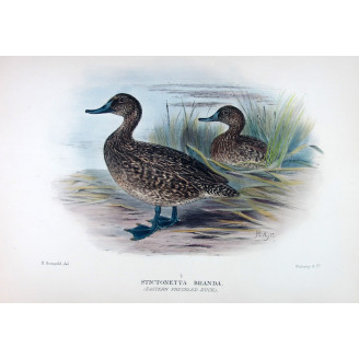 Australian White-eyed Duck by Grønvold – Birds of Australia