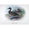 Eastern Freckled Duck (*Stictonetta naevosa*) – Original lithograph by Grønvold, Mathews (1910–27)