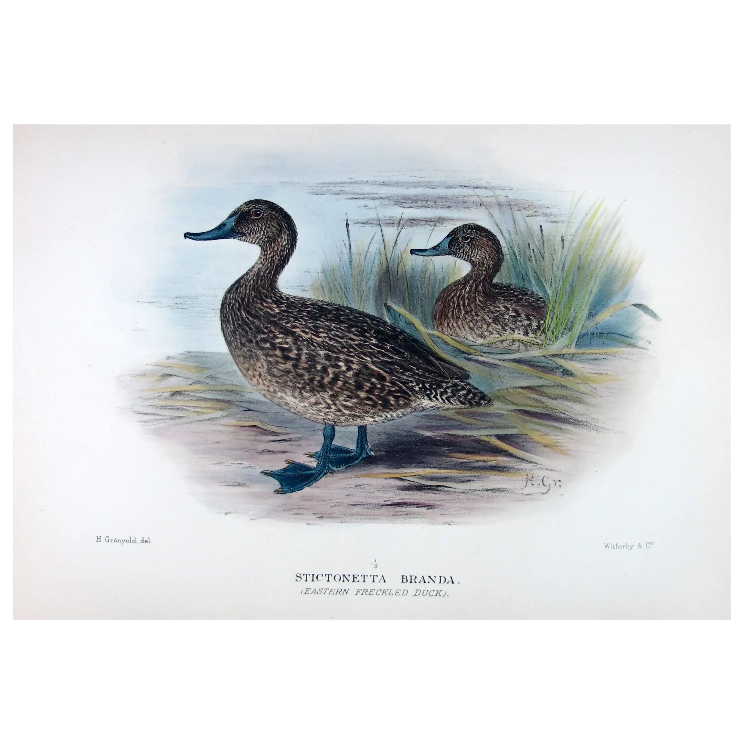 Australian White-eyed Duck by Grønvold – Birds of Australia