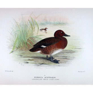 Blue-billed Duck by Grønvold – Birds of Australia