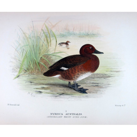 Blue-billed Duck by Grønvold – Birds of Australia
