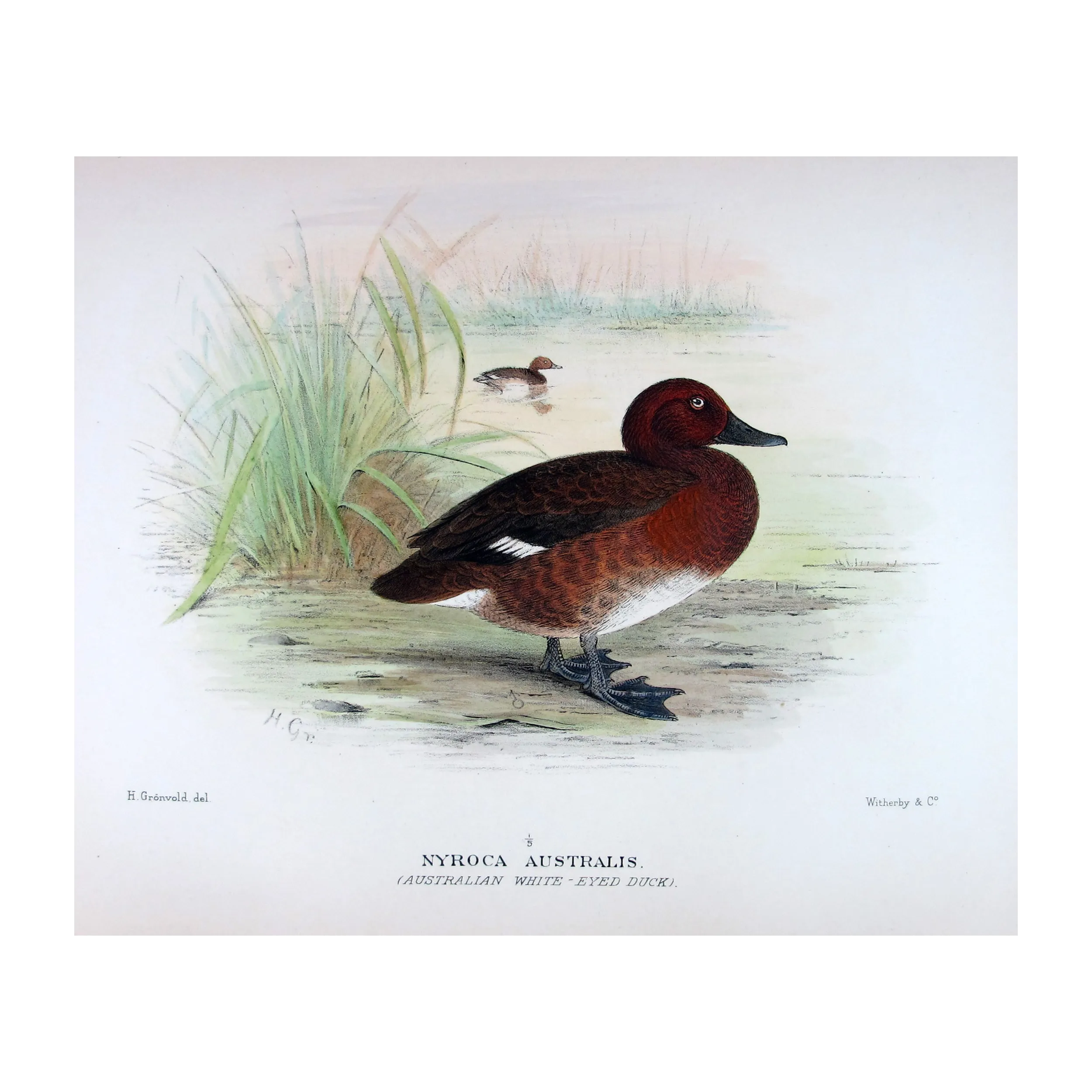 Blue-billed Duck by Grønvold – Birds of Australia