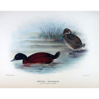 Western Musk Duck by Grønvold – Birds of Australia