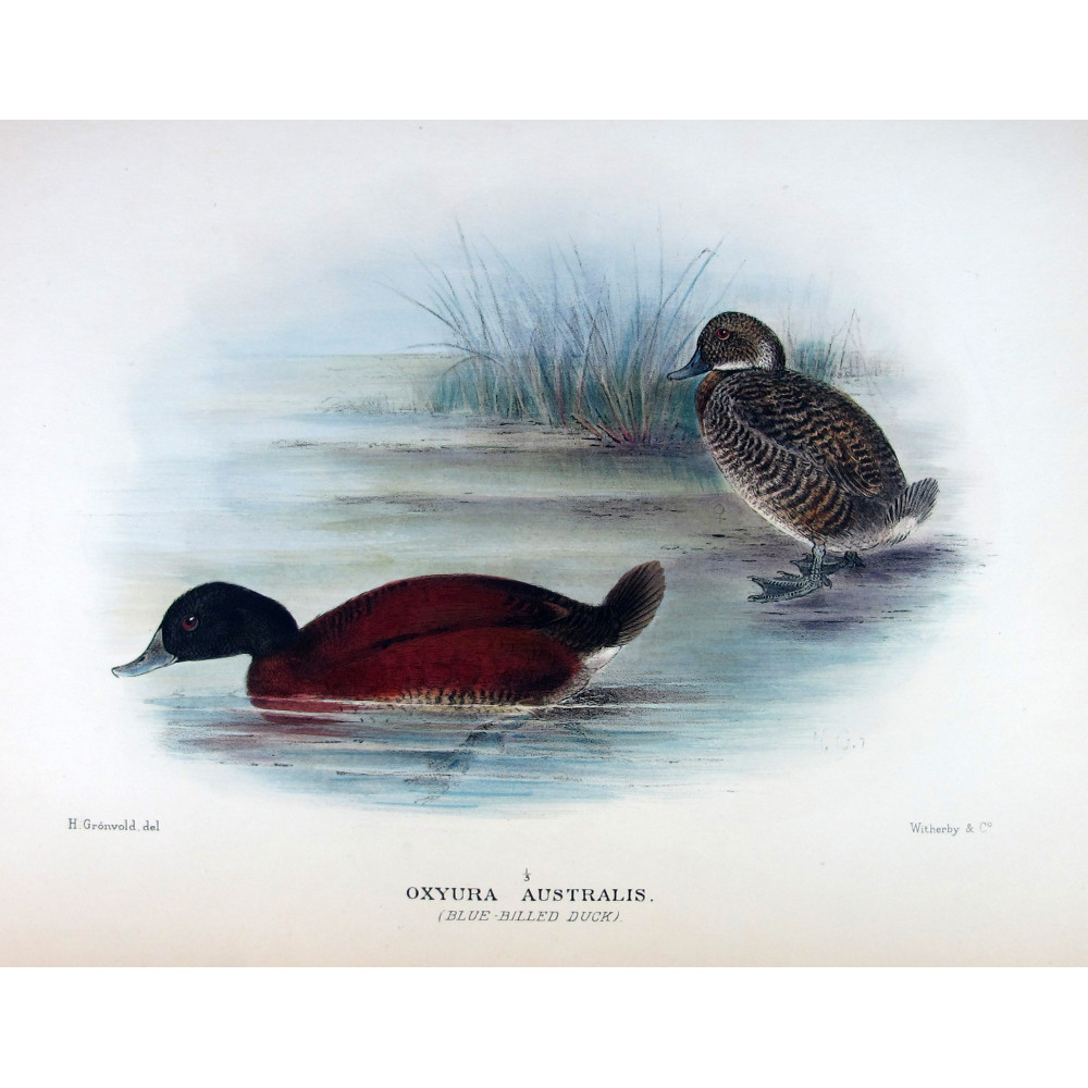 Western Musk Duck by Grønvold – Birds of Australia Western Musk Duck by Grønvold – Birds of Australia