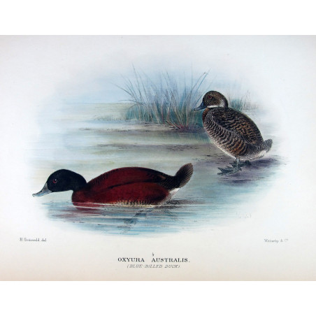 Western Musk Duck by Grønvold – Birds of Australia