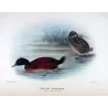 Blue-billed Duck (*Oxyura australis*) – Original lithograph by Grønvold, Mathews (1910–27)