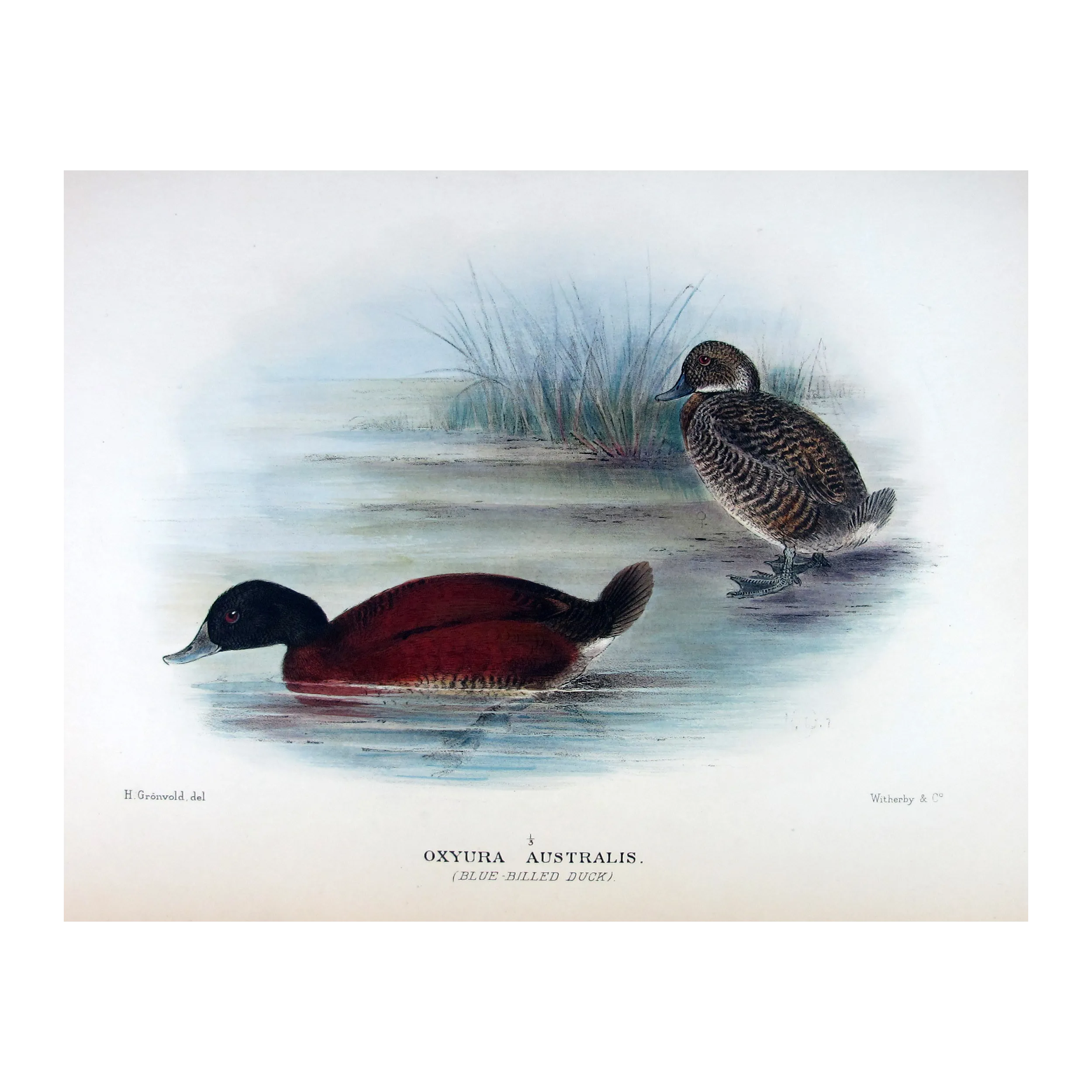 Western Musk Duck by Grønvold – Birds of Australia