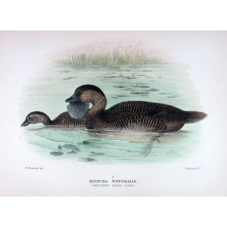 Australian Black Cormorant by Grønvold – Birds of Australia