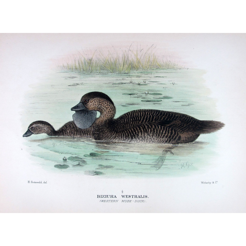 Australian Black Cormorant by Grønvold – Birds of Australia Australian Black Cormorant by Grønvold – Birds of Australia