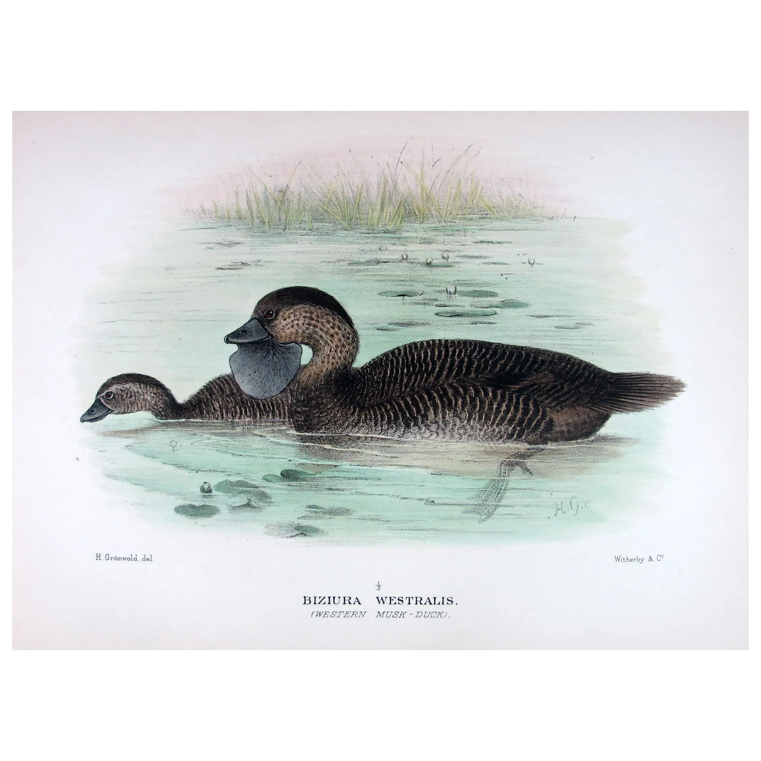 Australian Black Cormorant by Grønvold – Birds of Australia