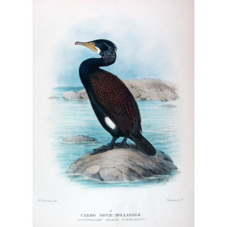 Little Black Cormorant by Grønvold – Birds of Australia