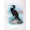 Australian Black Cormorant (*Carbo novæ-hollandiæ*) – Original lithograph by Grønvold, Mathews (1910–27)