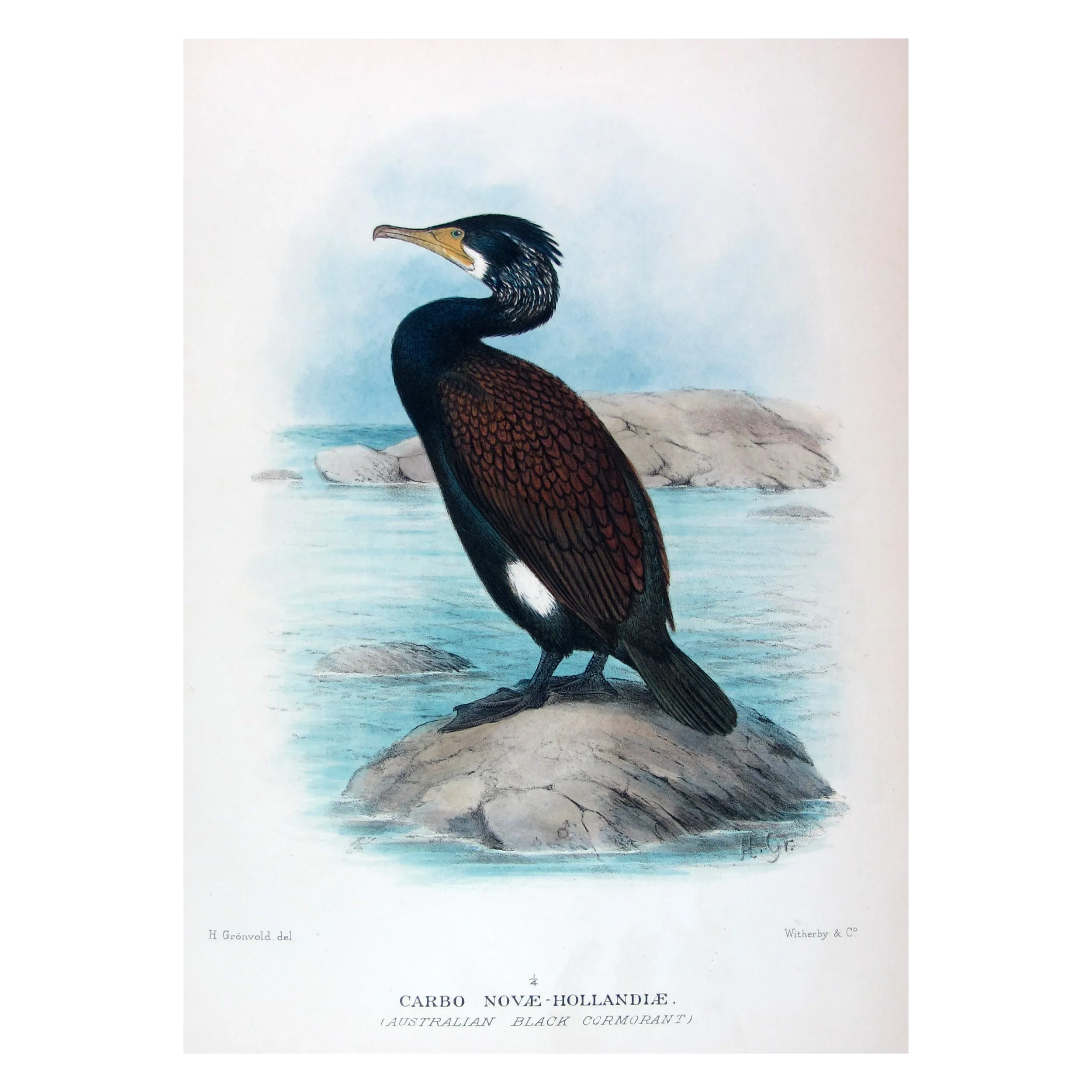 Little Black Cormorant by Grønvold – Birds of Australia