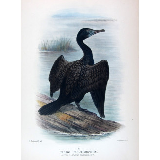Little Black Cormorant (Carbo sulcirostris) – Original lithograph by Grønvold, Mathews (1910–27)