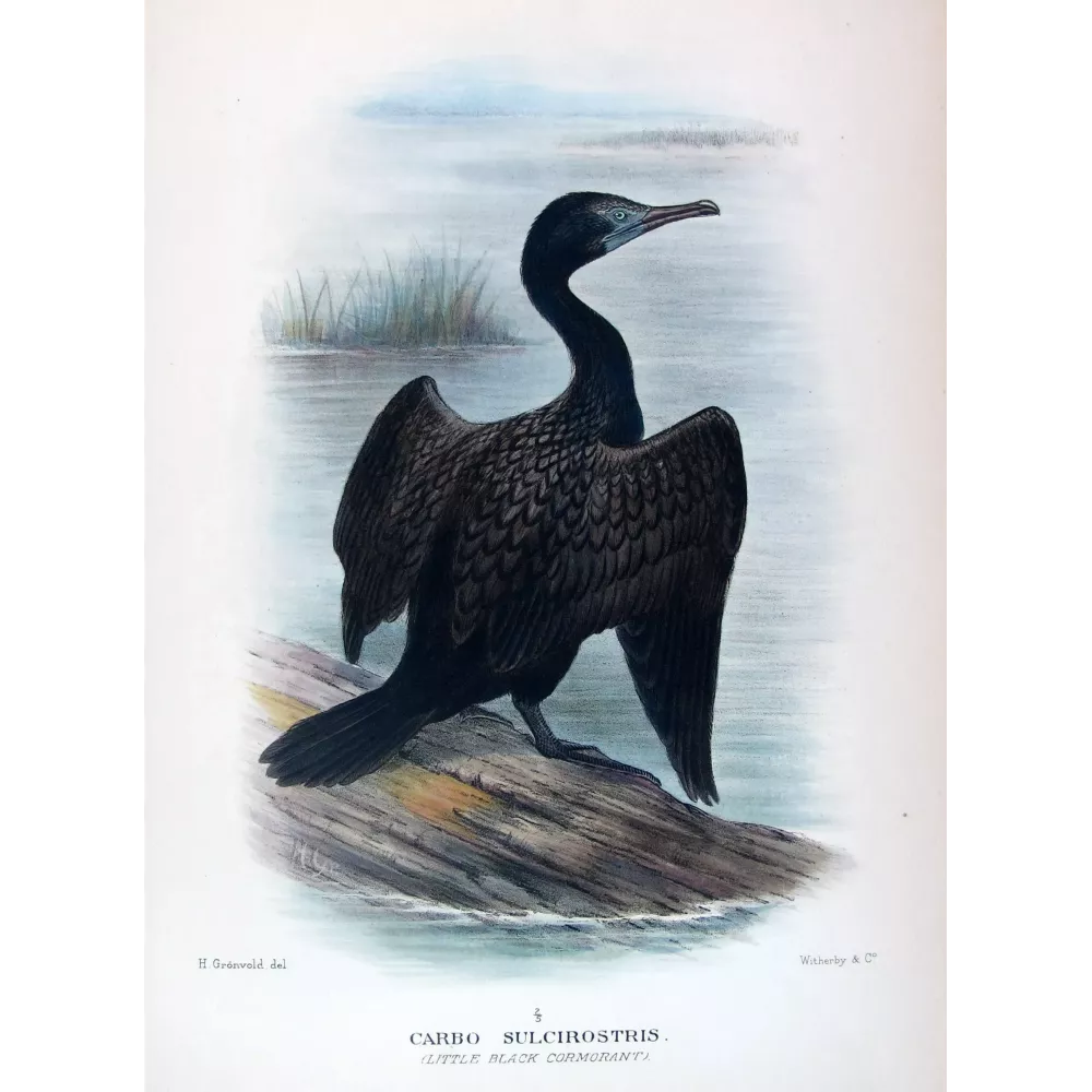 Little Black Cormorant (*Carbo sulcirostris*) – Original lithograph by Grønvold, Mathews (1910–27)
